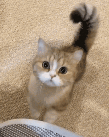Kucing